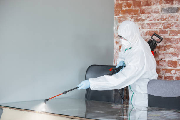 Best Basement Mold Removal  in Beverly Hills, TX