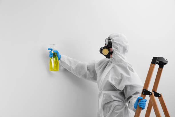 Why You Should Choose Our Mold Remediation Services in Beverly Hills, TX