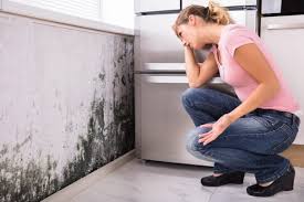 Best Forensic Mold Investigation  in Beverly Hills, TX